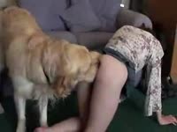 Dog sniffing and banging the holes of brunette